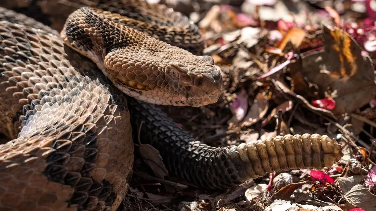 Rattlesnake Bite