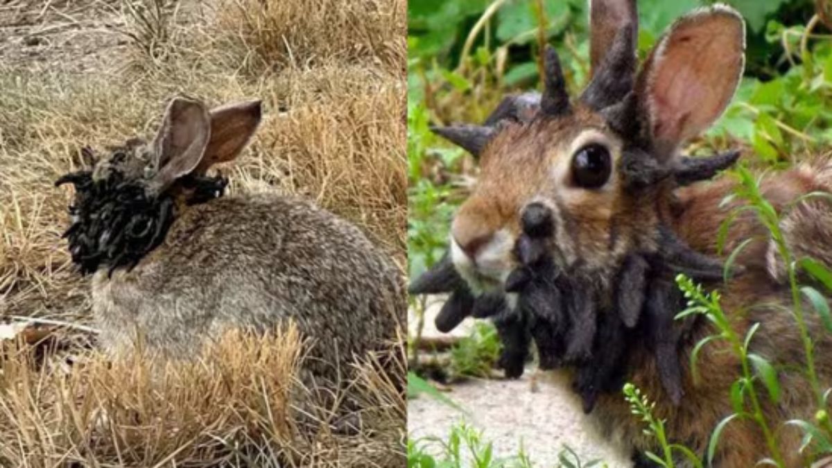 Zombie Rabbits